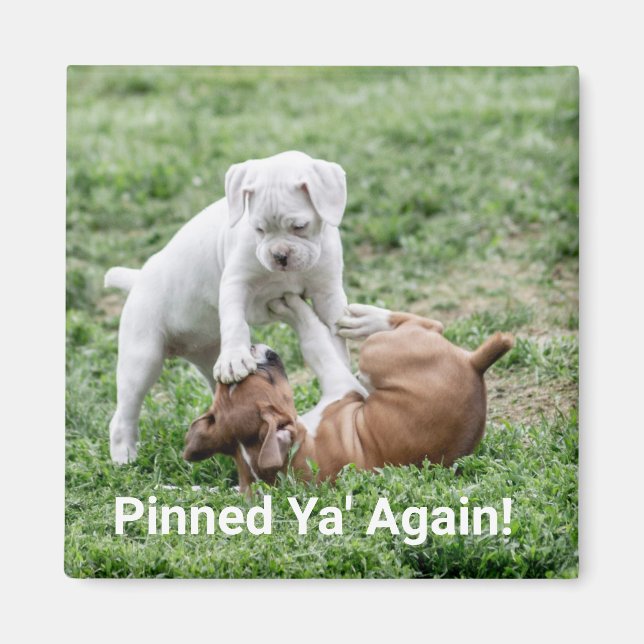 Aimant Chiots de boîte pour bébés (Devant)