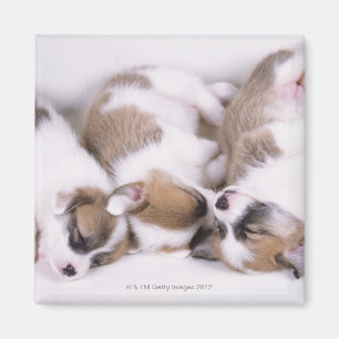 Aimant Chiots de corgi de sommeil gallois