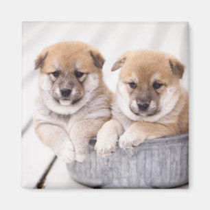 Aimant Chiots de Shiba Inu dans le baquet en aluminium