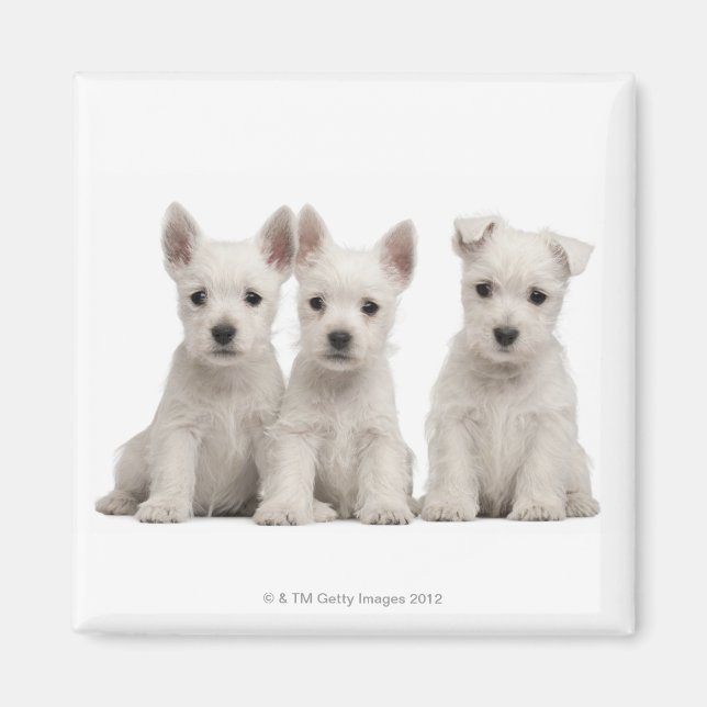 Aimant Chiots de West Highland Terrier (7 semaines) (Devant)