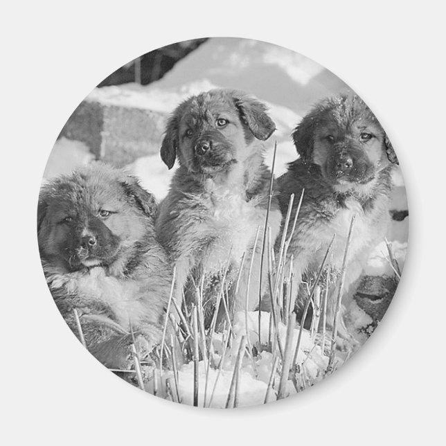 Aimant Chiots d'hiver (Devant)