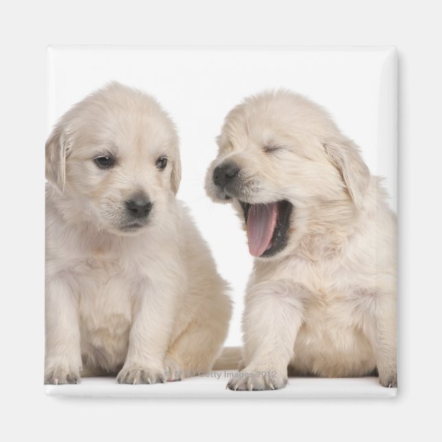 Aimant Chiots Golden Retriever (4 semaines) (Devant)
