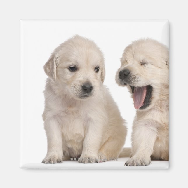 Aimant Chiots Golden Retriever (4 semaines) (Devant)