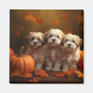 Aimant Chiots Havanais Délice d'Automne Citrouille