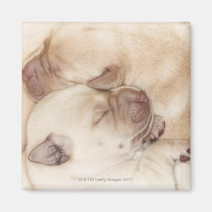 Aimant Chiots jaunes de labrador retriever, 10 jours de