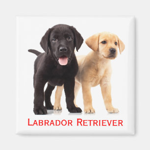 Aimant Chiots Labrador Retriever jaune et noir