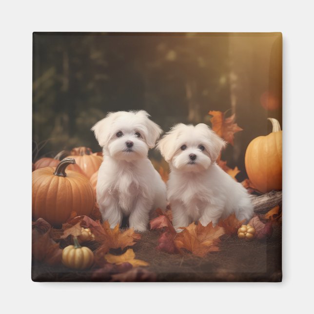 Aimant Chiots Maltais Délice d'Automne Citrouille  (Devant)