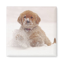 Chiots Retriever doré dans la neige