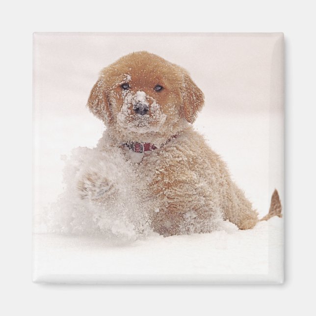 Aimant Chiots Retriever doré dans la neige (Devant)
