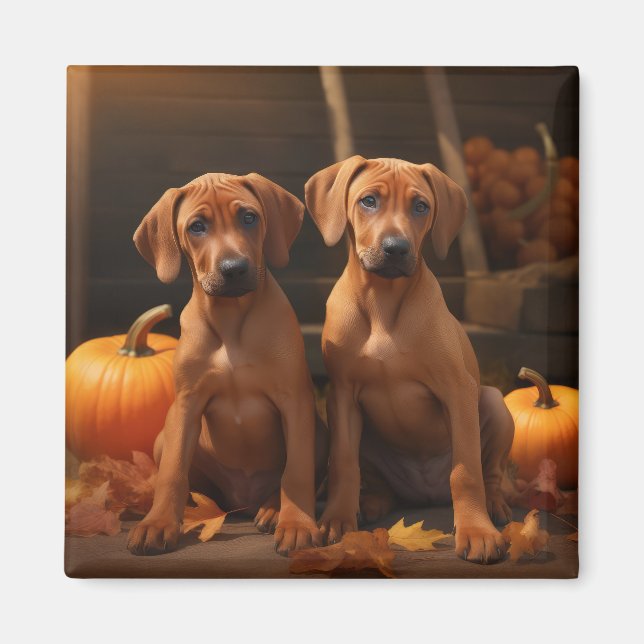 Aimant Chiots Rhodesian Ridgeback Délice d'Automne Citrou (Devant)