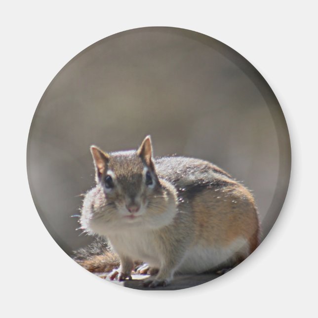 Aimant Chipmunk (Devant)