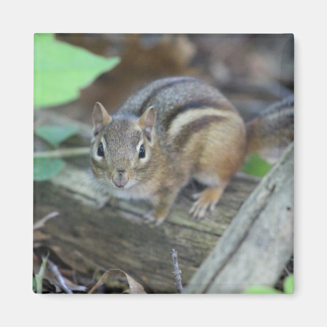 aimant Chipmunk (Devant)