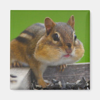 Aimant Chipmunk