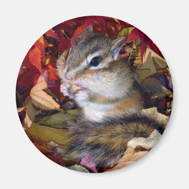 Aimant Chipmunk , Autumn (8)　photo (Devant)