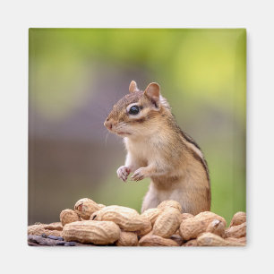 Aimant Chipmunk aux cacahuètes