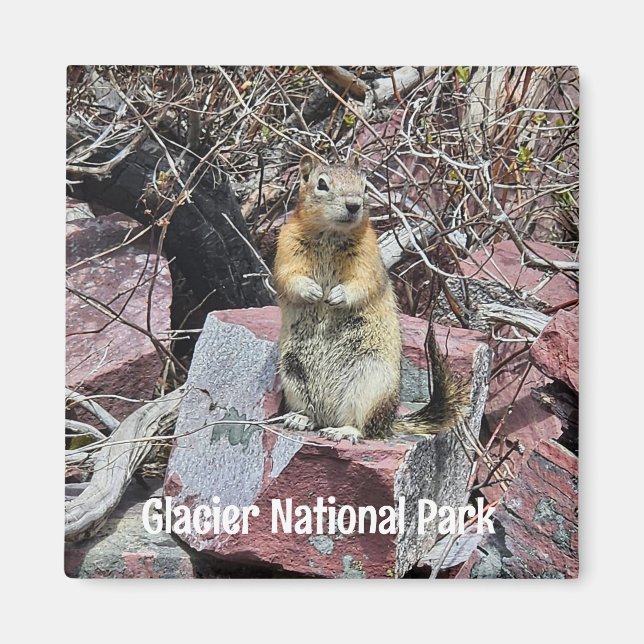 Aimant Chipmunk dans le parc national des Glaciers (Devant)