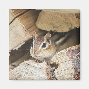 Aimant Chipmunk dans une pile de bois
