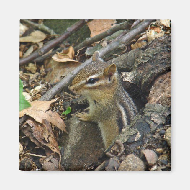 Aimant Chipmunk oriental - Tamias striatus (Devant)