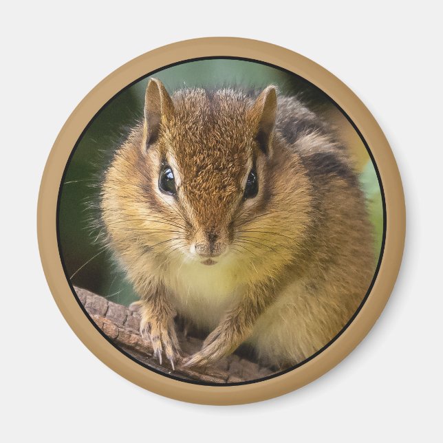 Aimant Chipmunk Stare (Devant)