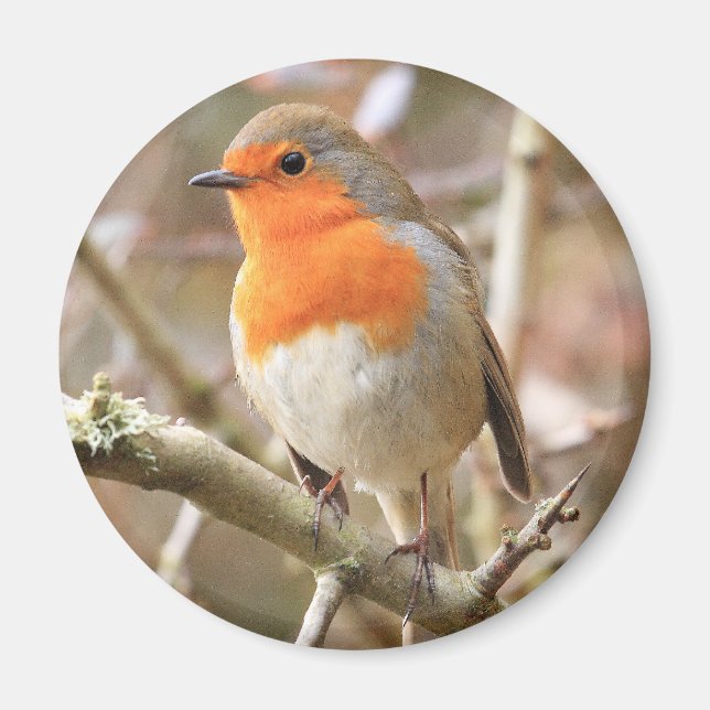 Aimant Chirpy Robin (Devant)