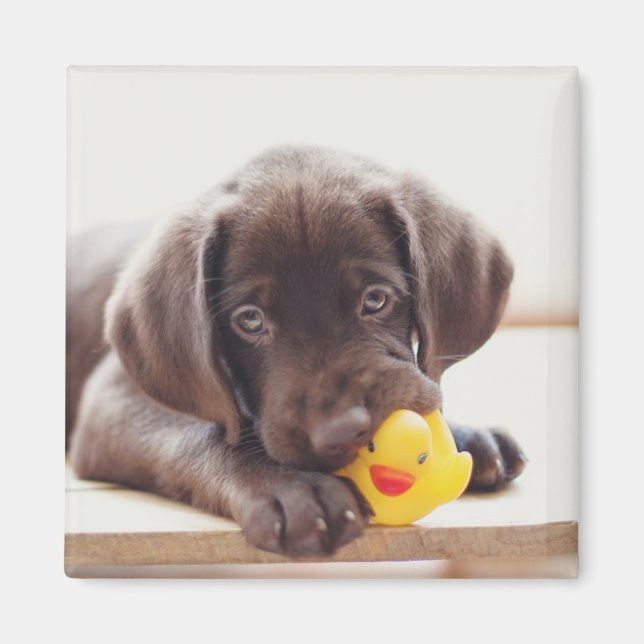 Aimant Chocolat Labrador Chiot Avec Canard De Jouet (Devant)