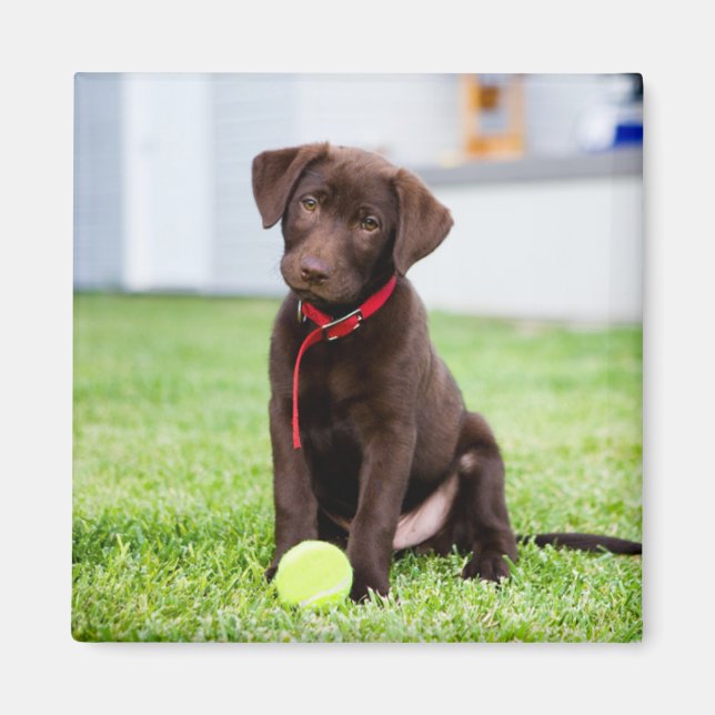 Aimant Chocolat Labrador Puppy Avec Tennis Ball (Devant)