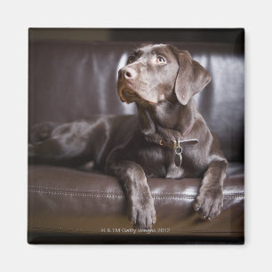 Aimant Chocolat labrador retriever