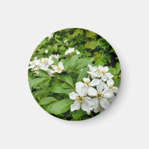 Aimant Choisya Ternata