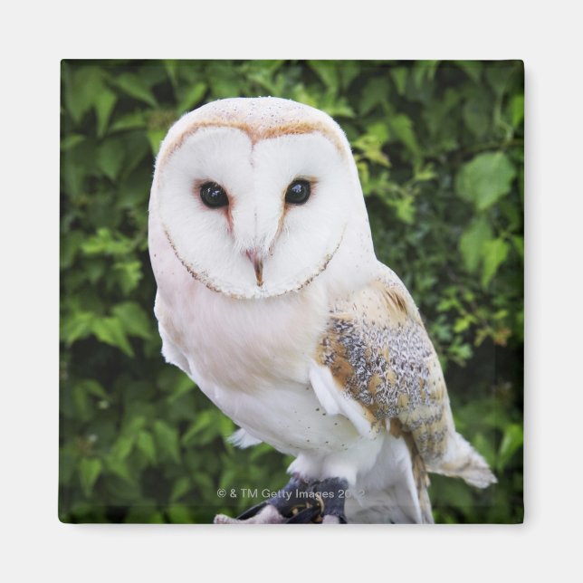 Aimant Chouette à grange (Tyto Alba) sur gant (Devant)
