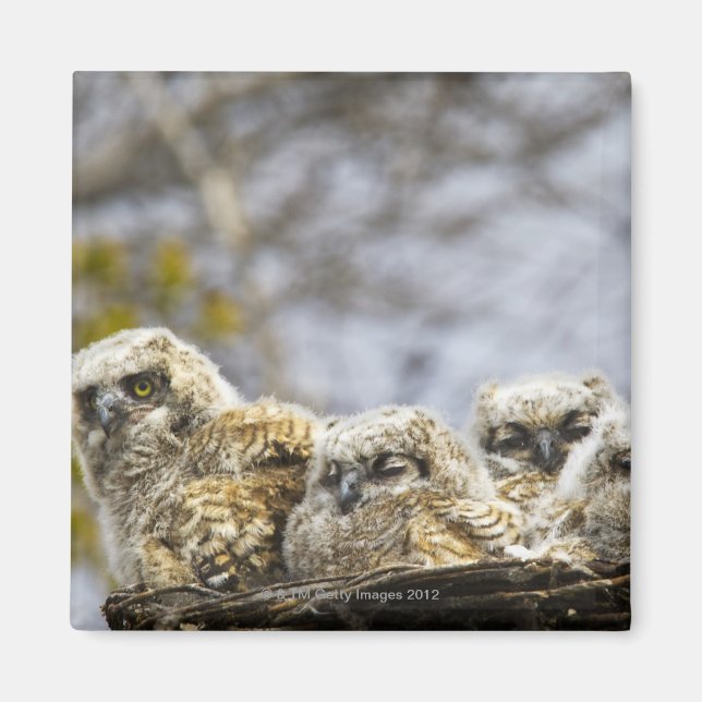 Aimant Chouette à quatre cornes (Bubo Virginianus) (Devant)