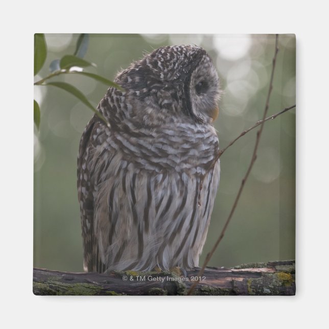 Aimant Chouette barrée juvénile (Strix varia) 2 (Devant)
