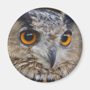 Aimant Chouette d'aigle eurasien