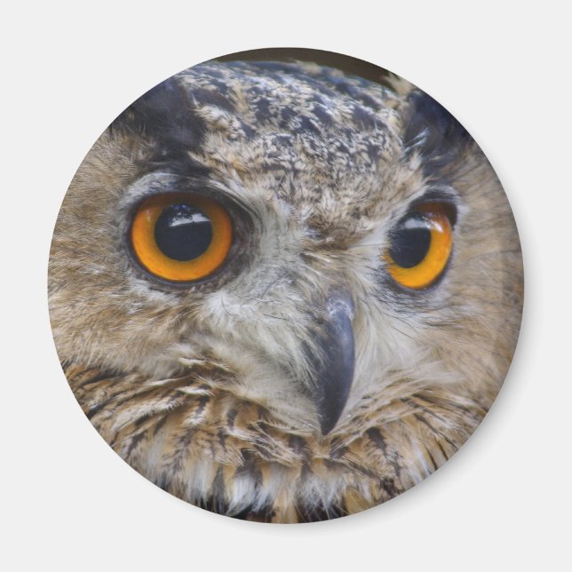 Aimant Chouette d'aigle eurasien (Devant)