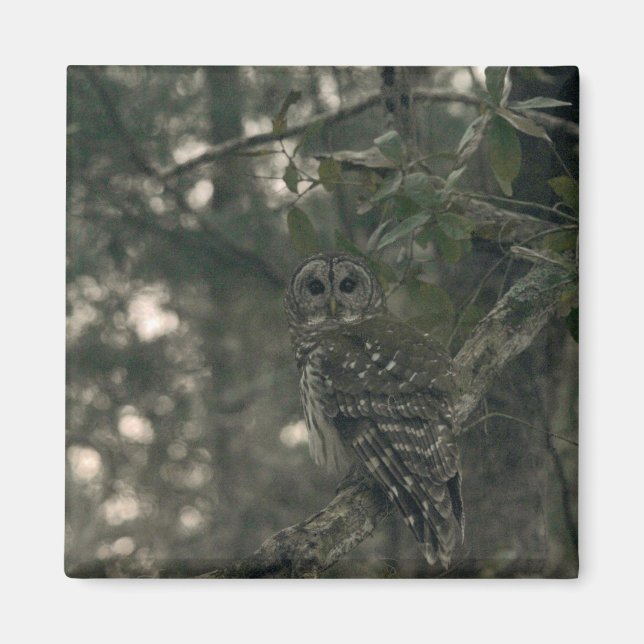 Aimant Chouette dans la forêt (Devant)