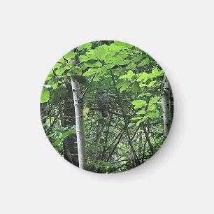 Aimant Chouette dans les arbres, Oregon