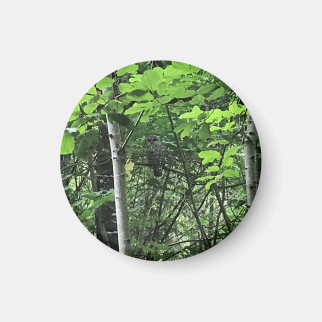 Aimant Chouette dans les arbres, Oregon (Devant)