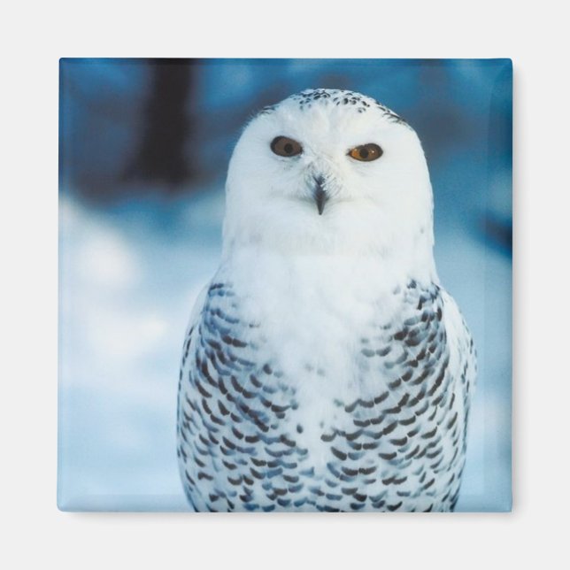 Aimant Chouette des neiges (Devant)