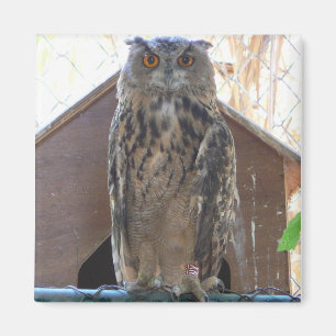 Aimant Chouette étoilée