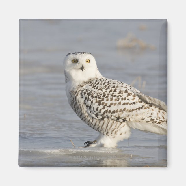 Aimant Chouette neigeuse debout sur la glace, la queue d' (Devant)