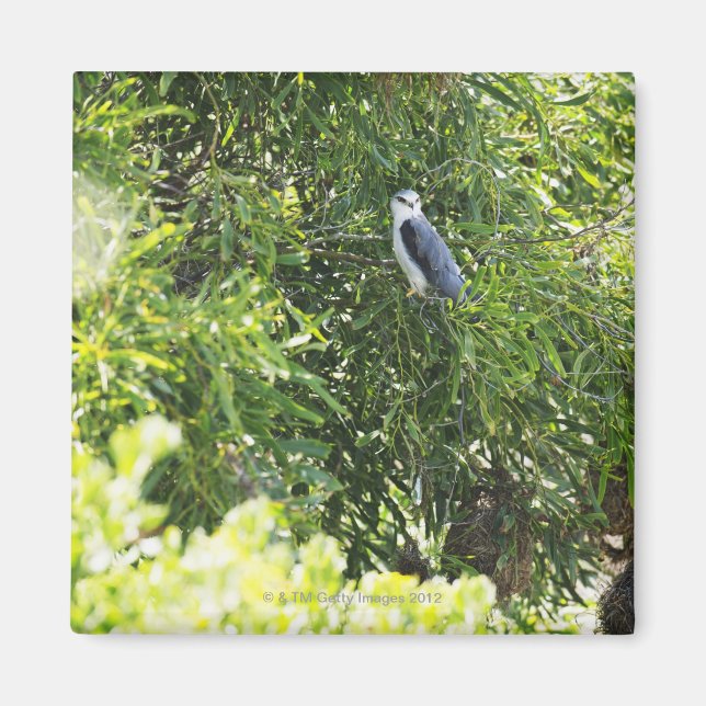 Aimant Chouette perchant sur un arbre (Devant)