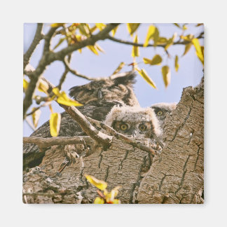 Aimant Chouettes-bébés et Chouette-mère dans un nid