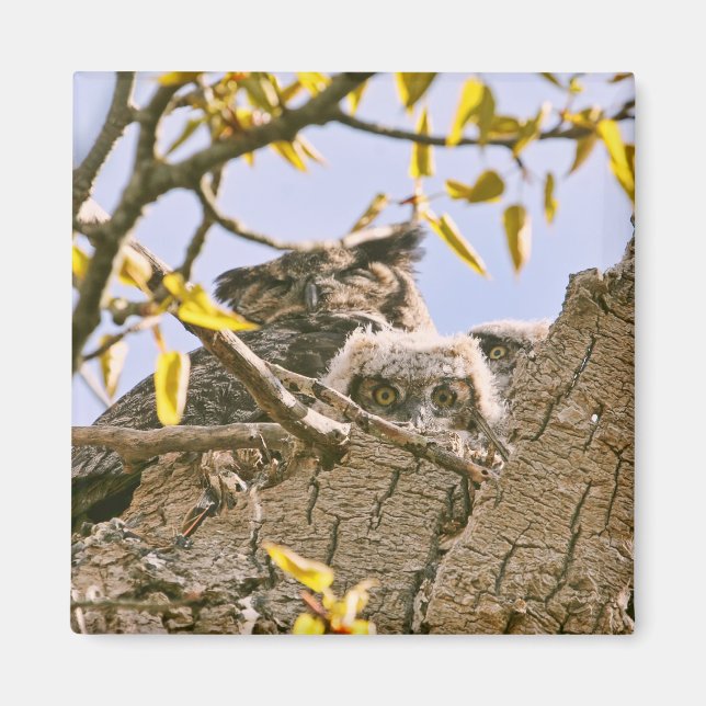 Aimant Chouettes-bébés et Chouette-mère dans un nid (Devant)