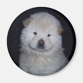 Aimant Chow Chow Crème Bébé