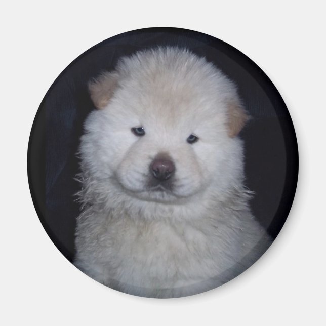 Aimant Chow Chow Crème Bébé (Devant)