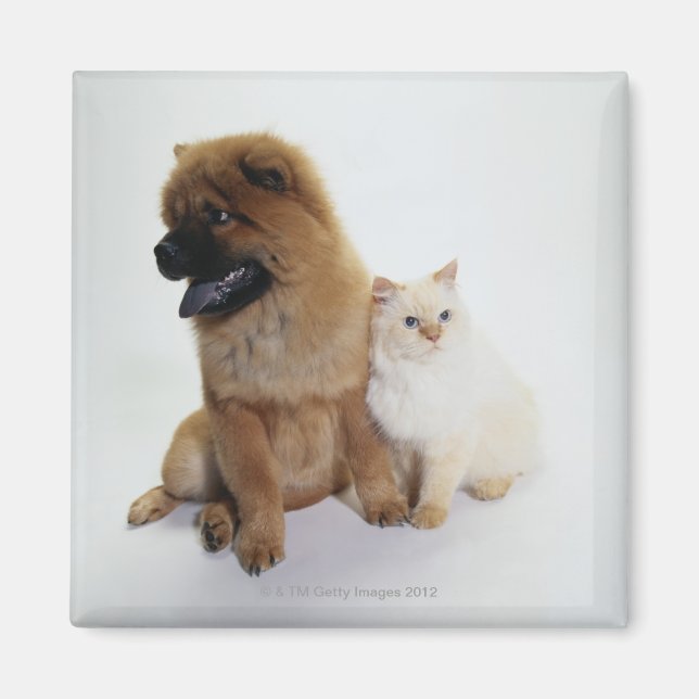 Aimant Chow et chat blanc assis ensemble (Devant)