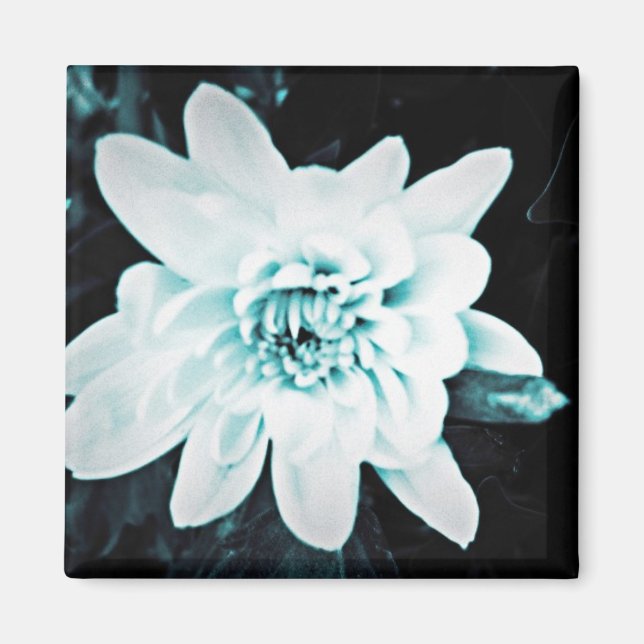 Aimant Chrysanthème (Devant)