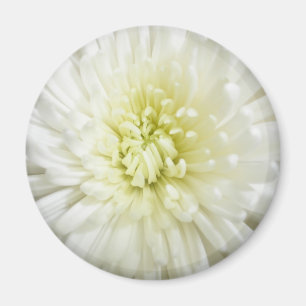 Aimant Chrysanthème blanc