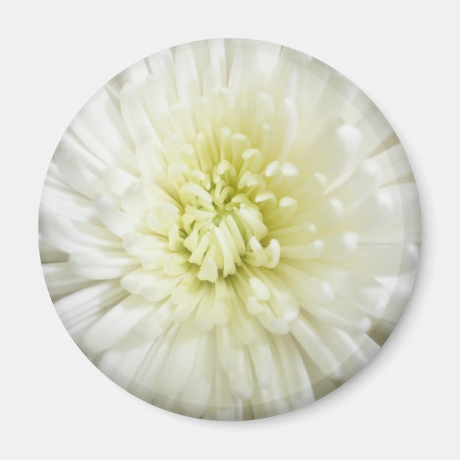 Aimant Chrysanthème blanc (Devant)