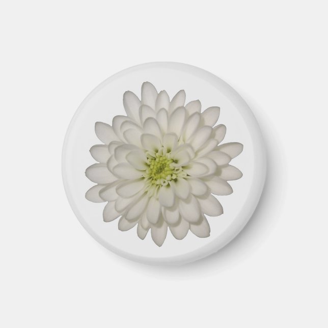 Aimant Chrysanthème Blanc (Devant)