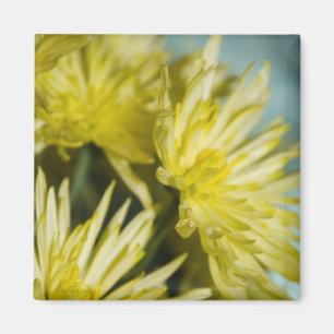 Aimant chrysanthèmes jaunes